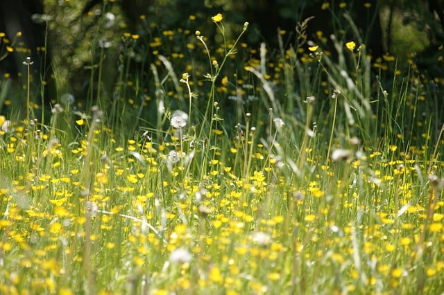 Is it a Cold or Allergies? Determining the Cause of your Springtime Woes in Connecticut